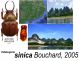 Kibakoganea sinica Bouchard, 2005 - Kopie.JPG