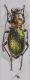 Carabus.jpg