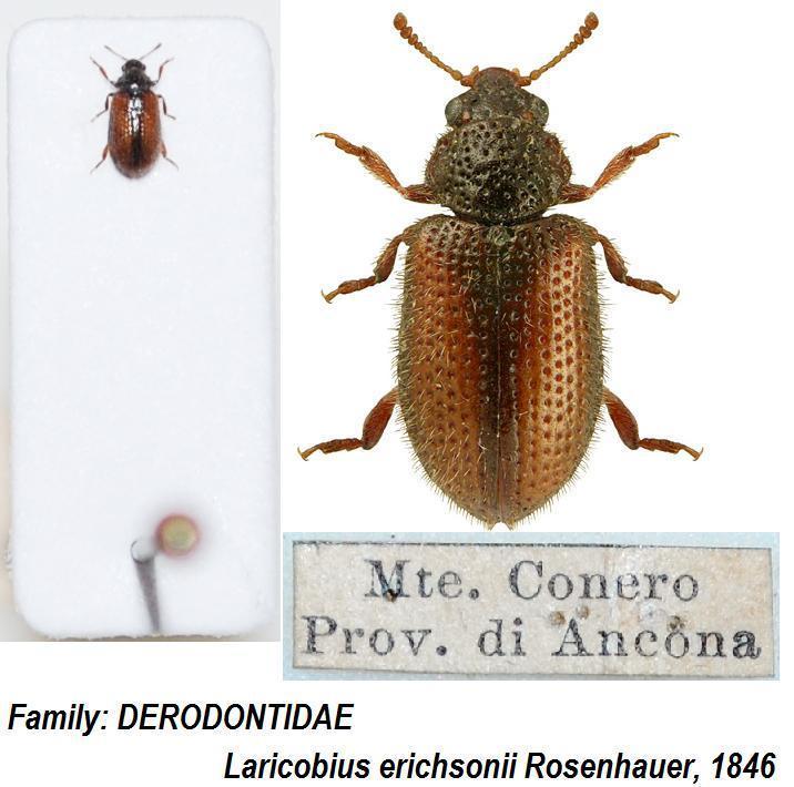 Laricobius erichsoni Rosenhauer, 1846 - Kopie.JPG