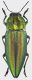 Cyphogastra_Sulawesi_Buton_VI-2000_25mm_grey.jpg