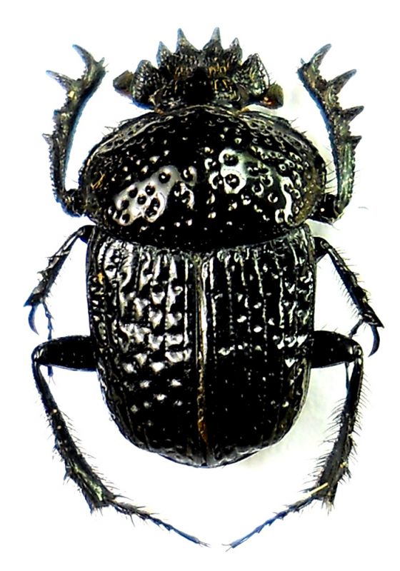 Scarabaeolus palemo 8 mm.jpg