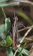 IMGP5611_Ghopper_redleg_sm.JPG