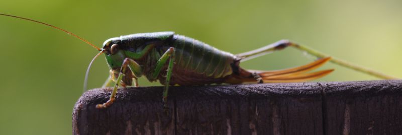 IMGP1893_Eupholidoptera_f_sm.JPG