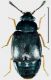 Proteinus brachypterus (Fabricius, 1792).jpg