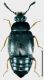 Proteinus ovalis Stephens, 1834.jpg