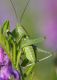 IMGP3449_Cricket_sm_y.JPG