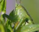 IMGP3449_Cricket_crop_sm_y.JPG
