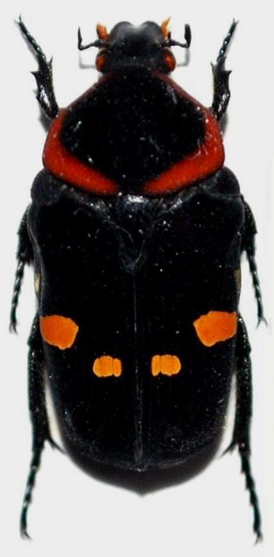 Glycyphana (Caloglyciphana) binotata (Gory & Percheron, 1833).JPG