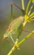 IMGP4201_Cricket_sm.JPG