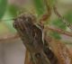 IMGP4612_Cricket_crop_sm.JPG