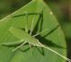 IMGP7929_Cricket_crop_sm.JPG