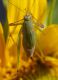 IMGP8938_SlenderCricket_sm.JPG