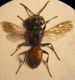 Miscophus 004 A.jpg
