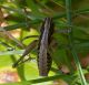 IMGP9452_Cricket_sm.JPG