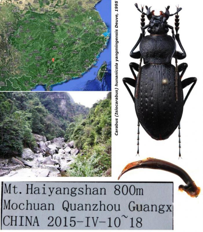 Carabus Isiocarabus hunanicola yangmingensis Deuve 1995 - Kopie - Kopie.jpg