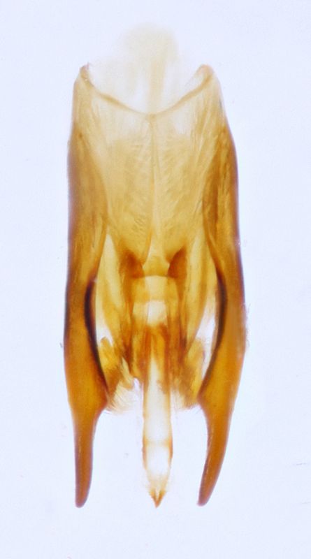 Smicromyrme rufipes_capsula genitale_dorsale.jpg