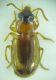 Carabidae sp 4mm 14-08-2015 Ordu Ev.jpg