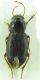 Carabidae sp 9mm 10-07-2015 Urla Ev.jpg