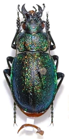 Calosoma reticulatum  (Fabricius, 1787).JPG