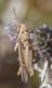 IMGP9082_Ghopper_sm.JPG