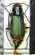 Malachius bipustulatus f.jpg
