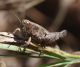 IMGP5346_Ghopper_P_giornae_Q_sm.JPG