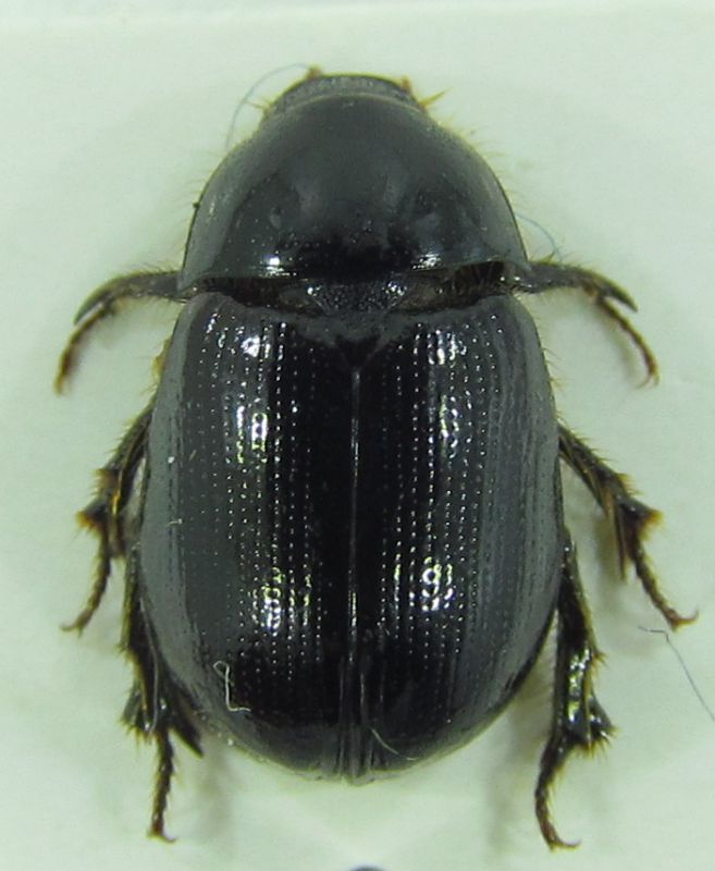 Scarabaeidae sp. 8,5mm 10-07-2015, Urla ev.jpg