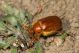 Holochelus aequinoctialis IMG_0316.jpg