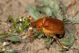 Holochelus aequinoctialis IMG_0318.jpg