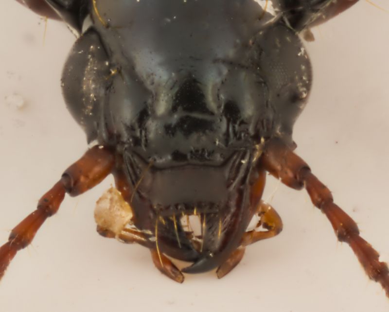 Pterostichus 4.jpg