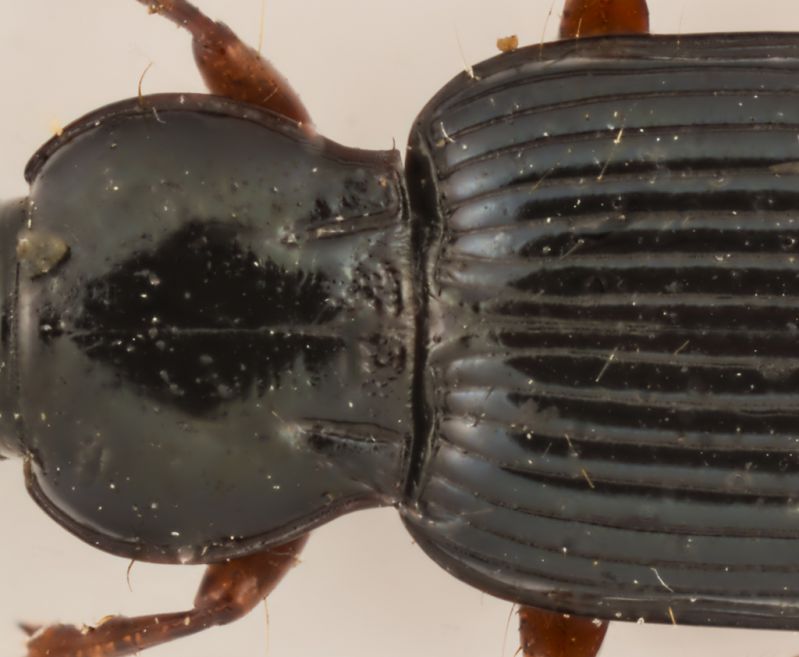 Pterostichus 1.jpg