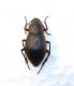 Tenebrionidae Tenerife.jpg