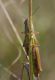 IMGP0749_Grasshopper_sm.JPG