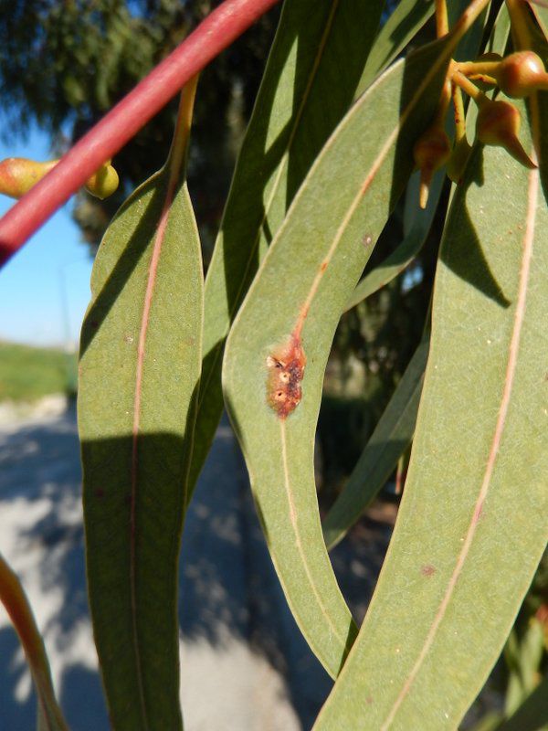 Eucalyptus (1).JPG