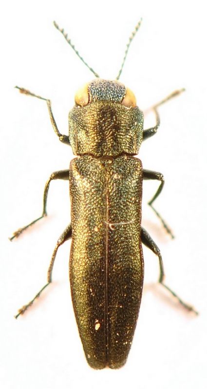 Agrilus.jpg