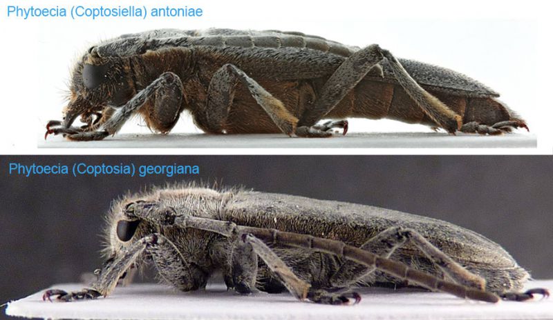 Ph.(C.).georgiana-vs.-Ph.(C.)antoniae-lateral-view.jpg