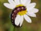 IMGP7078_Caterpillar_sm.JPG