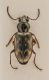 Bembidion.jpg