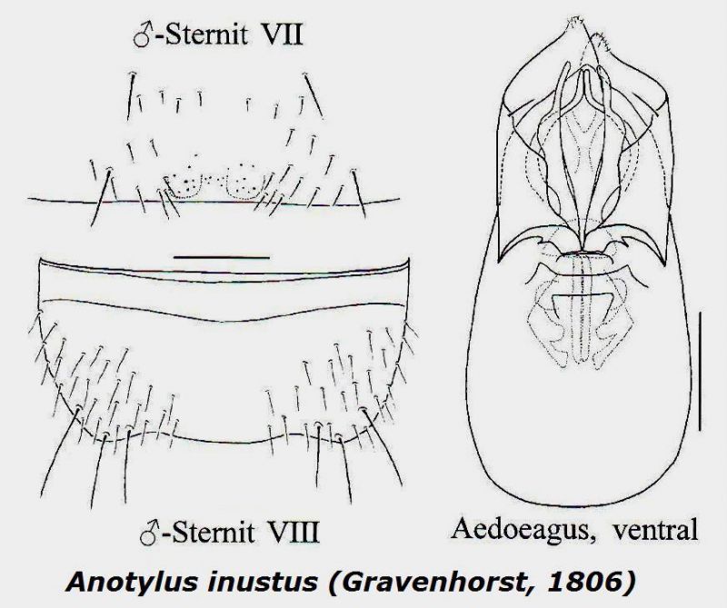 Anotylus inustus (Gravenhorst, 1806).jpg