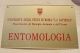 sapienza - entomologia - roma (4).JPG