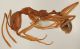 Aphaenogaster splendida_worker lateral.jpg