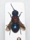 TURCIA, 2.7.2006, 7mm.JPG