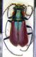 Malachius securiclatus m.jpg