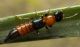 Coleoptera staphylinidae.JPG