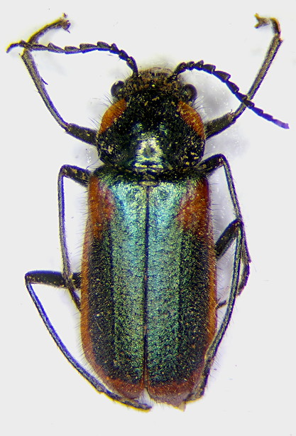 Malachius kraussi f.jpg