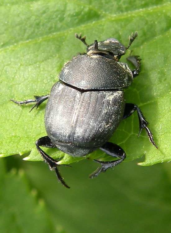 Onthophagus gruppo ovatus Borzano RE 12-05-10 079a.jpg