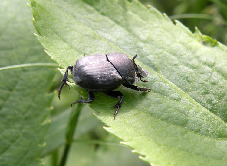 Onthophagus gruppo ovatus Borzano RE 12-05-10 081a.jpg