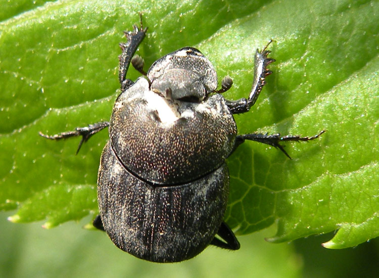 Onthophagus gruppo ovatus Borzano RE 12-05-10 82a.jpg