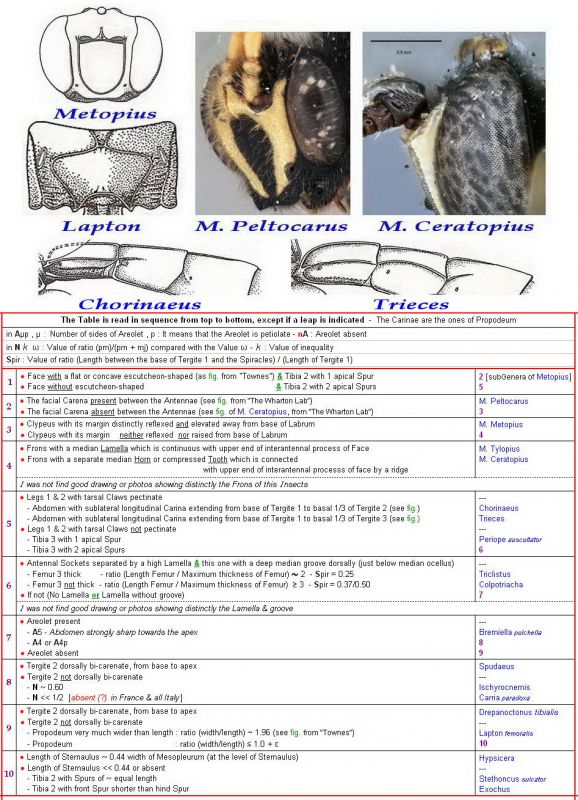 METOPIINAE - Clé + Images - Image (pour Forum).jpg