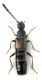 Callicerus cf obscuris.jpg
